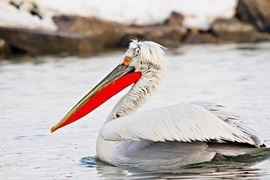 Delta Dunarii - Super Fotografii